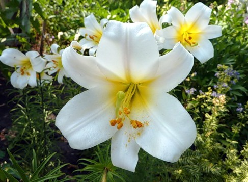 Liljer er populære varianter. Funksjoner ved planting, dyrking og stell